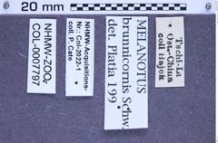 Etikette zu Melanotus brunnicornis (NHMW-ZOO-COL-0007797)